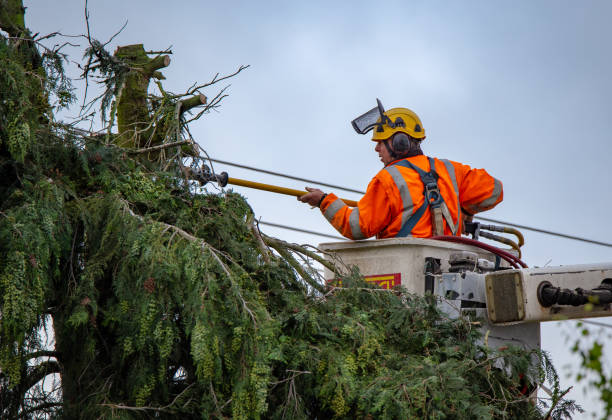 Trusted Bellwood, PA Tree Services Experts