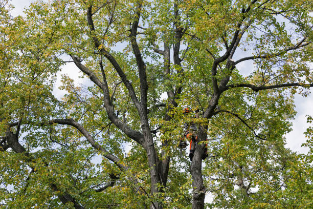 How Our Tree Care Process Works  in  Bellwood, PA